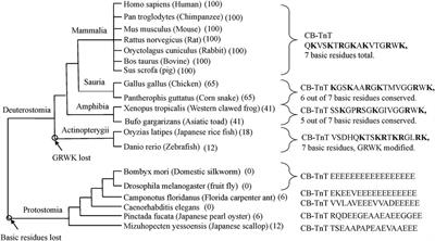 Hypertrophic Cardiomyopathy Mutations of Troponin Reveal Details of Striated Muscle Regulation